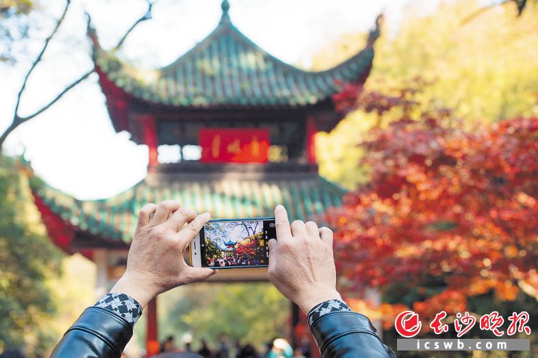 游客拍下爱晚亭红枫美景。长沙晚报记者 邹麟 摄