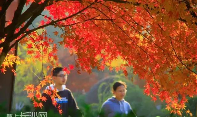 长沙最全赏枫叶攻略来了!十二处最佳赏枫地你去过几个?