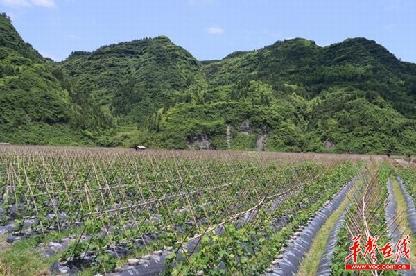 葛根粉排行_江西省著名商标“葛博士”葛根粉已累计5次被检出不合格