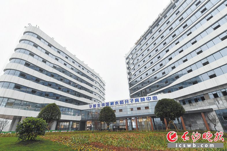 ↓华智生物国家水稻分子育种中心项目今年将加快建设进度,实现新突破。