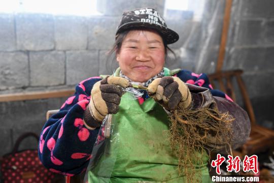 50岁的村民熊宝宝正在进行苗木嫁接。 杨华峰 摄