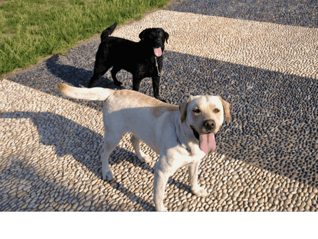 早春,和狗狗一起外出溜达!