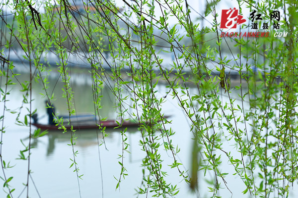  道县：柳青岸绿春色好