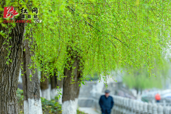  道县：柳青岸绿春色好