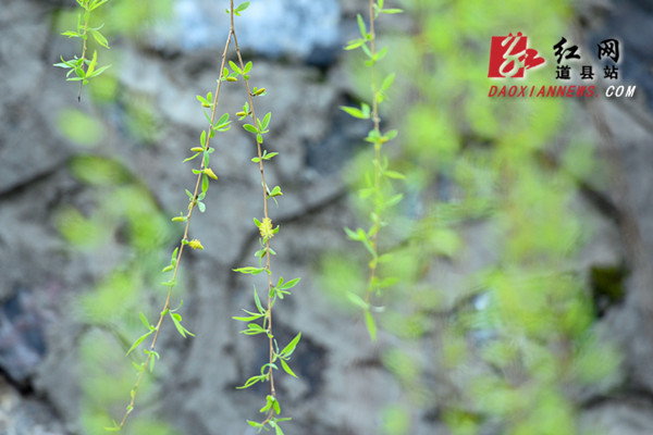  道县：柳青岸绿春色好