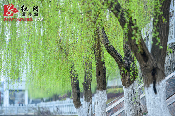  道县：柳青岸绿春色好