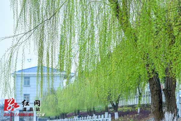  道县：柳青岸绿春色好