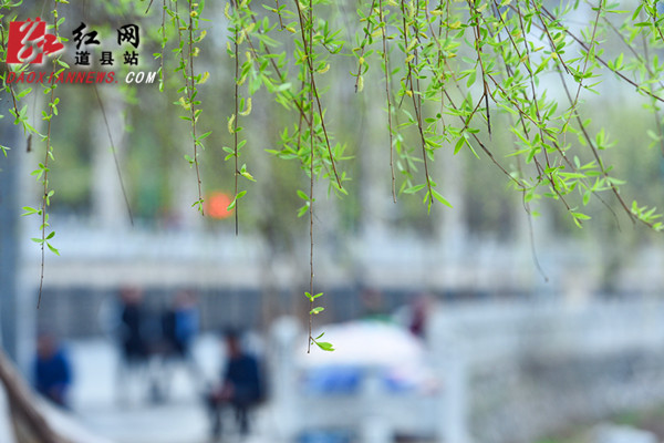  道县：柳青岸绿春色好