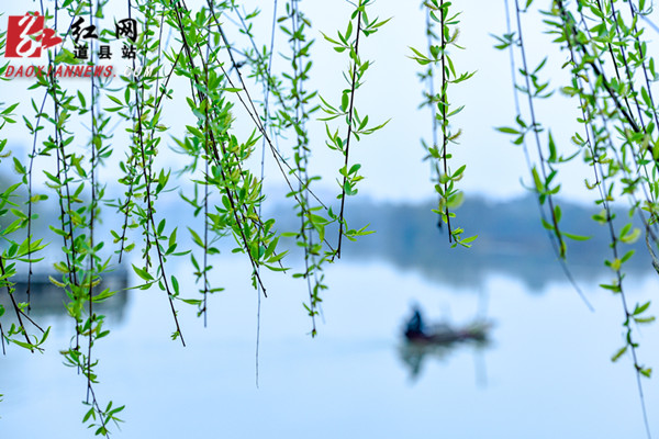  道县：柳青岸绿春色好