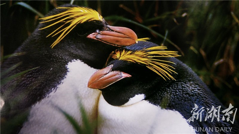 南极梦寻23企鹅究竟有多美