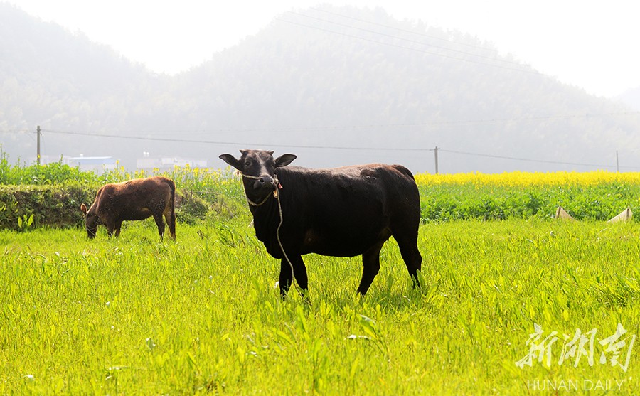 3月10日,衡阳县井头镇上里村油菜花田间两头牛悠然自得.