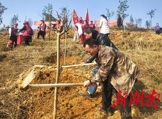 城步植绿化树18万株，重点培育珍稀乡土树种 新湖南客户端 新湖南