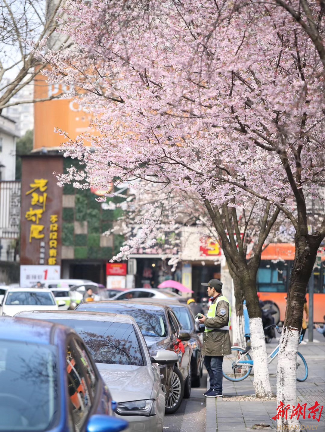 高山街的樱花开了 - 常德 - 新湖南