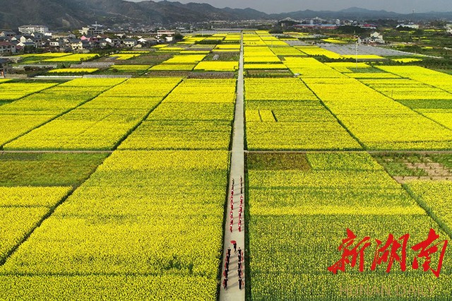 3月20日,怀化洪江市安江镇红村千亩油菜花竞相绽放,好似金