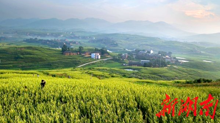 "大城衡阳"新征程丨祁东县:"黄花"之乡绽活力