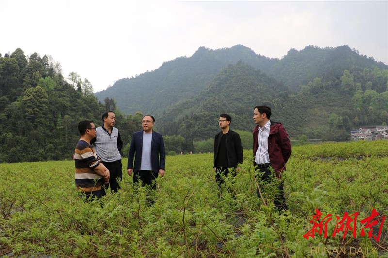 永顺县万民乡：“父子乡贤”用莓茶产业带领乡亲脱贫致富