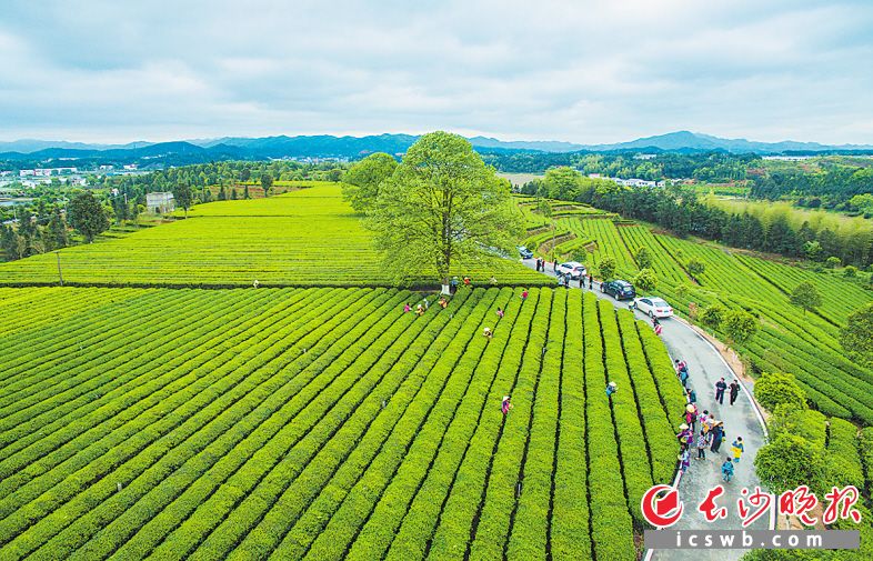 百变长沙③|金井茶园:茶香小镇的梦幻"整容"术