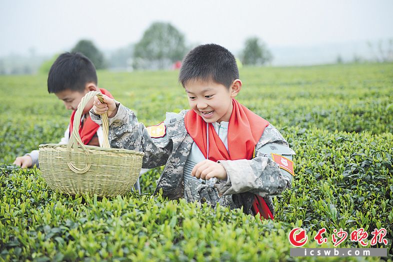 ←两个小朋友在茶园中寻找春天的乐趣。现在，金井镇万亩茶园已经成为长沙市民体验摘茶和休闲的好去处。