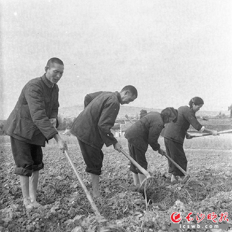 1965年12月24日，原金井公社溪胜大队大丘墈生产队队员在平整茶园土地，准备开春栽种新苗。 