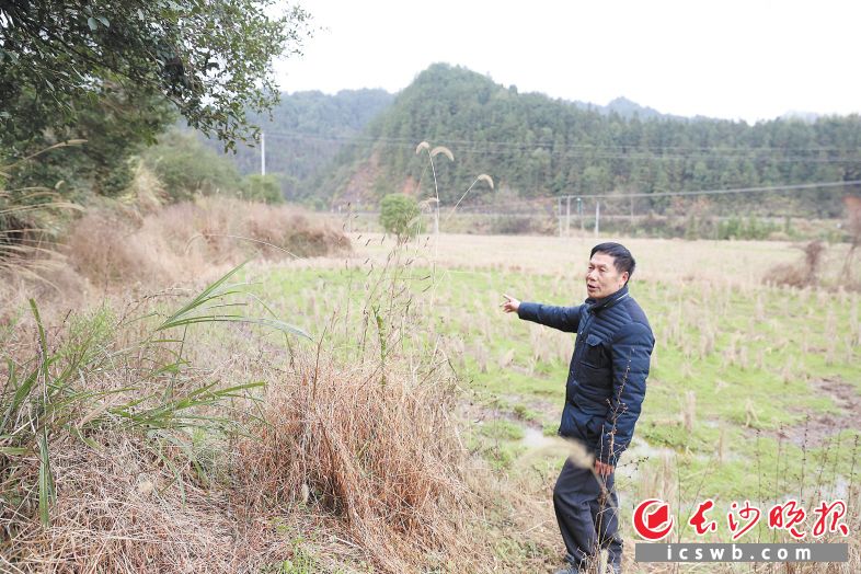 陈午生说,这里就是毛泽东当年躲藏过的池塘,不过如今已成为稻田。长沙晚报全媒体记者 颜开云 李广军 摄影报道