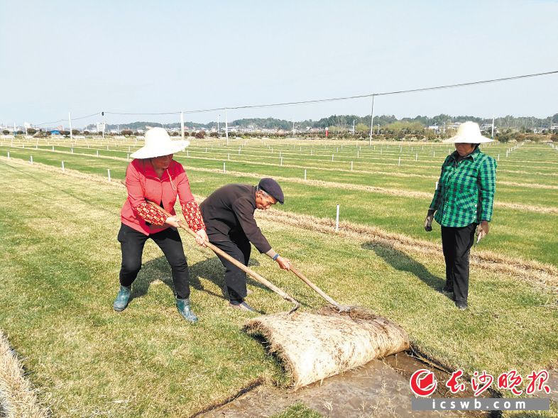 宁乡流沙河镇合兴村发展特色草业基地变草为宝扮靓美丽乡村