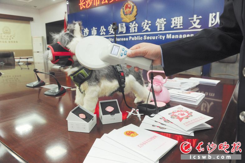 5月1日起，备受长沙市民关注的《长沙市养犬管理条例》正式实施，符合条例的犬只将有自己的“身份证”。 长沙晚报全媒体记者 余劭劼 摄