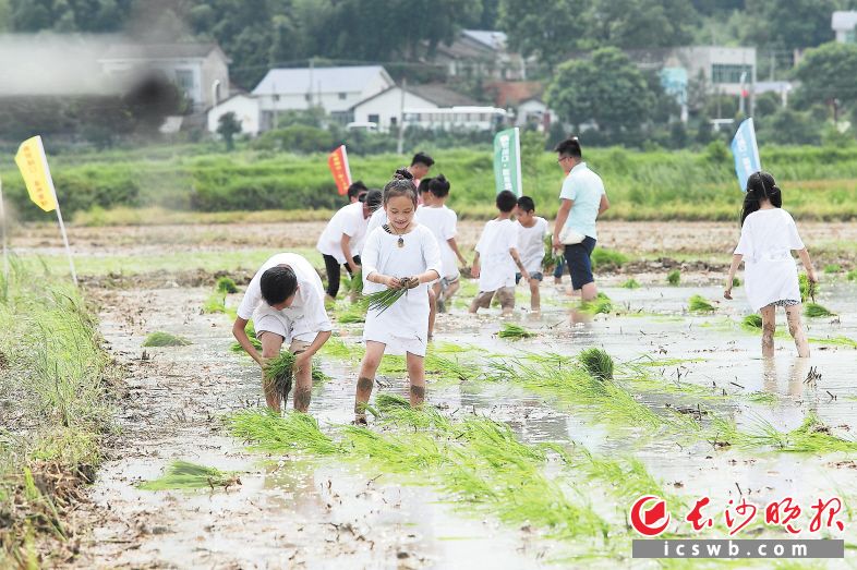 去年暑假，在长沙县路口镇，孩子们在家长带领下体验插秧干农活的乐趣。 