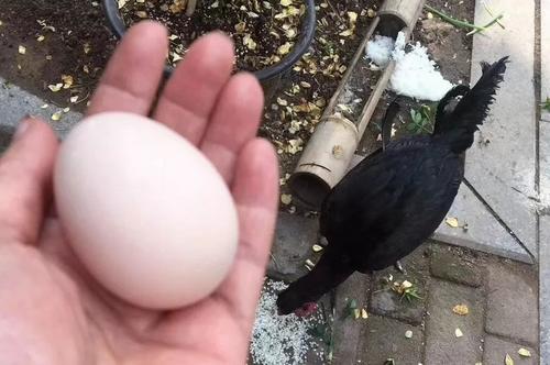 女子千元宠物鸡被下锅？警方：当事人以为野鸡而抓走