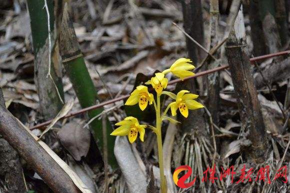 downLoad-20190517085607