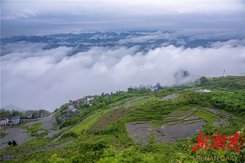 云遮雾绕 八面山初夏别样美-新闻内容-龙山县新闻网