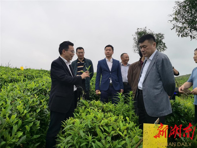 了解了古丈县有机茶叶生产及