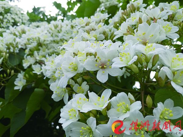 downLoad-20190520084257