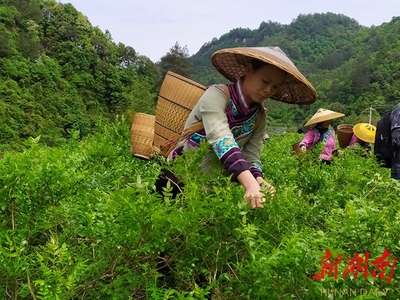 永顺扶贫札记9:爱恨莓茶