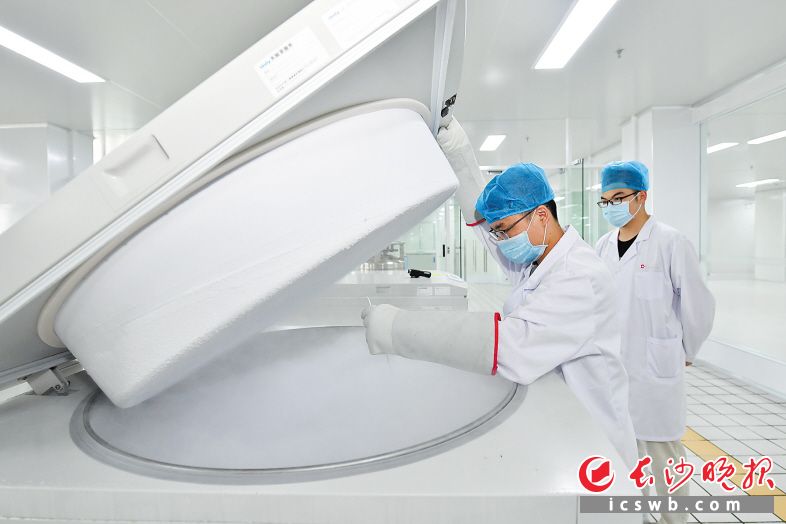 6月5日，中南源品干细胞科技园内，工作人员在液氮冰箱察看造血干细胞样本。 长沙晚报全媒体记者 王志伟 摄