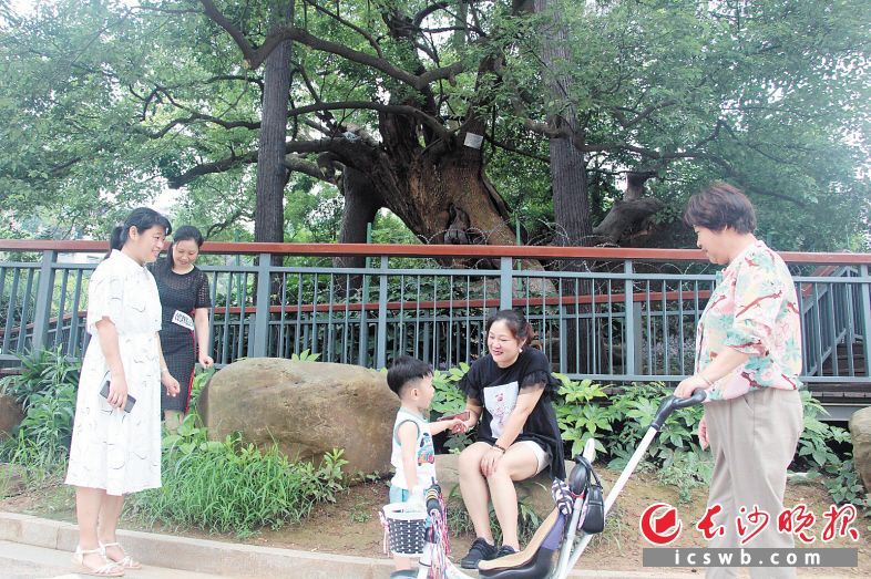 400岁的老樟树亭亭如盖,被称为雨花区“树王”。 长沙晚报通讯员 刘漫 摄