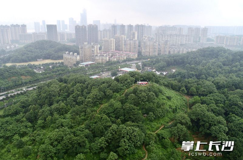 马坡山-庙坡山西汉王陵考古工地。图片均为长沙晚报全媒体记者 邹麟 摄