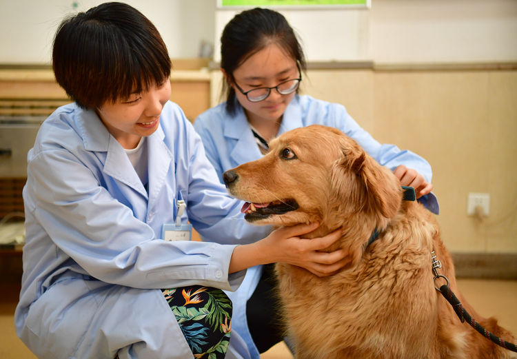 大学有宠物系吗 (哪些大学有宠物学专业)