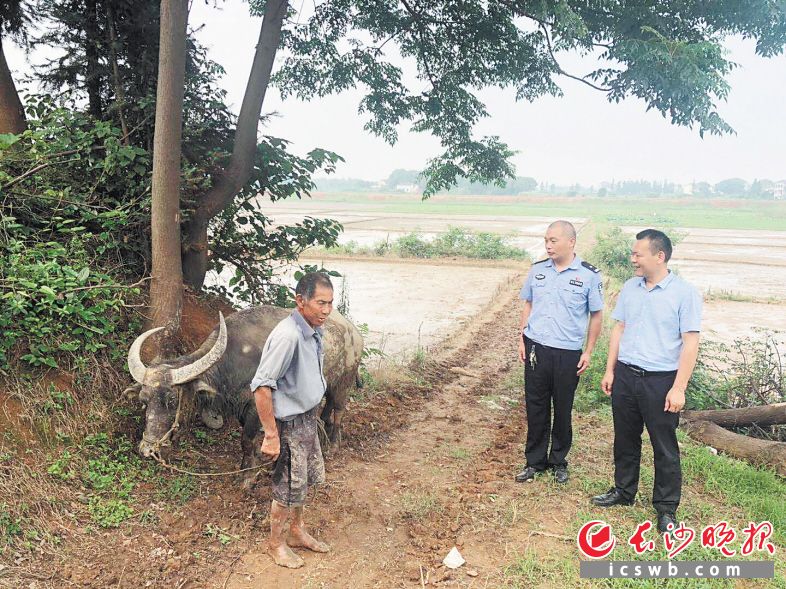 在夷易近警和群众的赞助下,苏爹找回了水牛。警方供图
