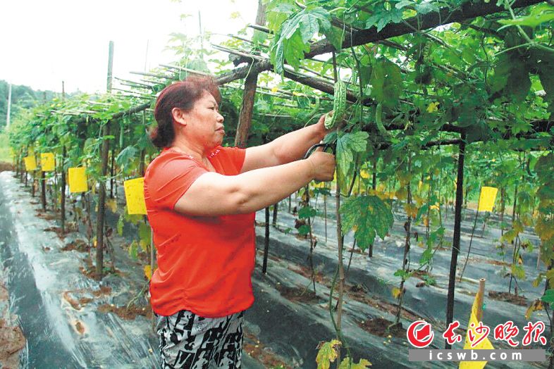 绿悠朴有机农场内，新明村农妇宋佩君正在采摘苦瓜装筐。长沙晚报全媒体记者 姜国 通讯员 唐玉芳 摄影报道