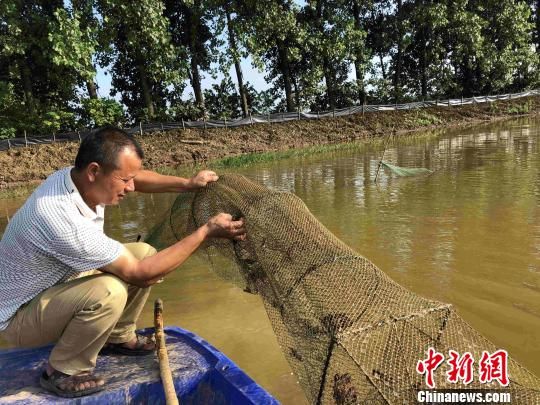 稻虾套种模式促进洞庭湖区农民增收致富。 宋梅 摄