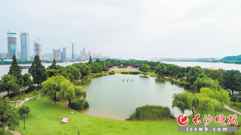 ←橘子洲洁净如新。均为长沙晚报全媒体记者 余劭劼 摄