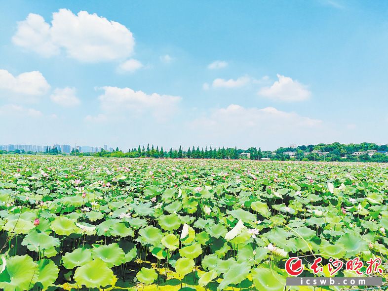 苏圫垸3200亩“荷花走廊”赏花吃莲子正当时。长沙晚报全媒体记者 李卓 摄