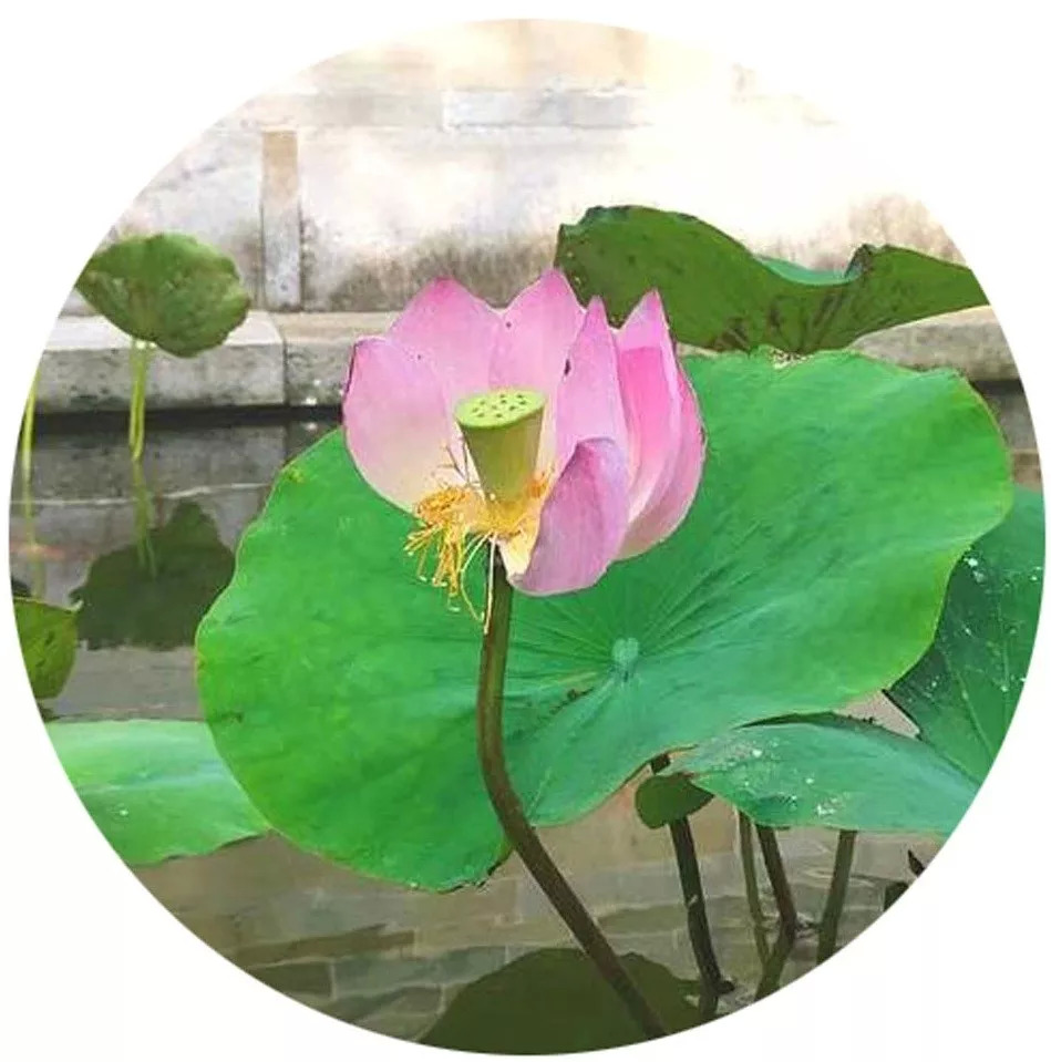 薄纱厨,轻羽扇,古人的夏日生活剪影 新湖南www.hunanabc.com