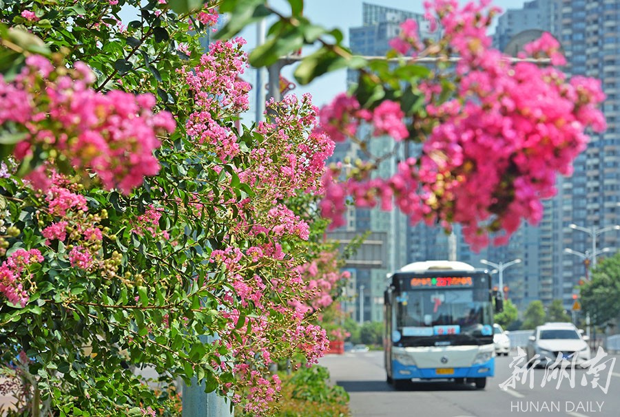 紫薇花 靓星城 新湖南www.hunanabc.com