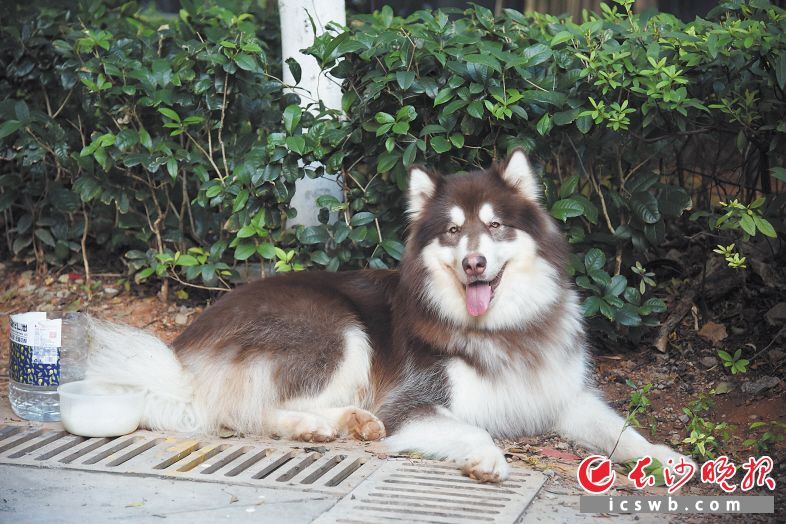 ↑8月5日下午，咬人的阿拉斯加犬已被小区物业工作人员控制起来。长沙晚报全媒体记者 刘琦 摄
