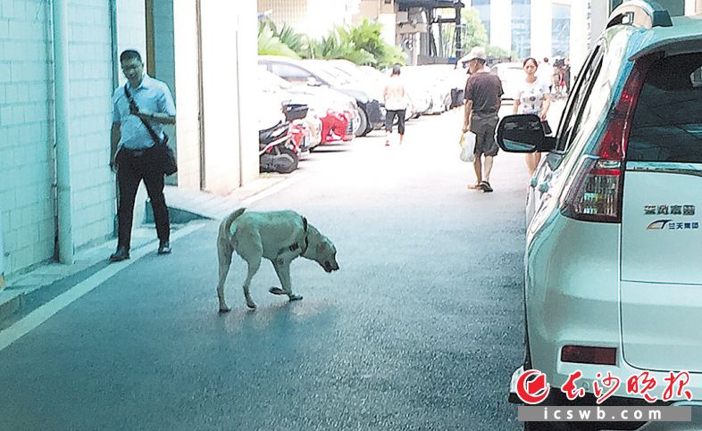 8月12日上午8时许，湖南省肿瘤医院，一只未系狗绳的大狗在“闲逛”，路人纷纷躲避。 网友供图