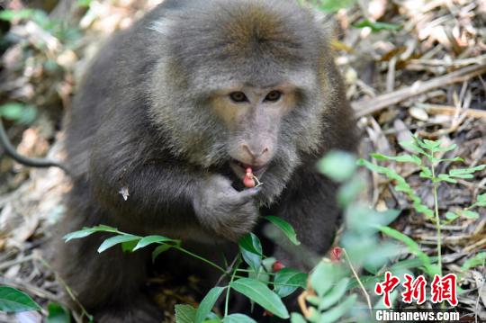 四川叙永将一只藏酋猴“放猴归山” 系国家二级保护动物