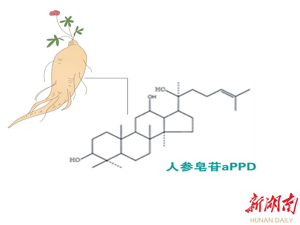 图为人参皂苷aPPD。 图为人参皂苷aPPD。