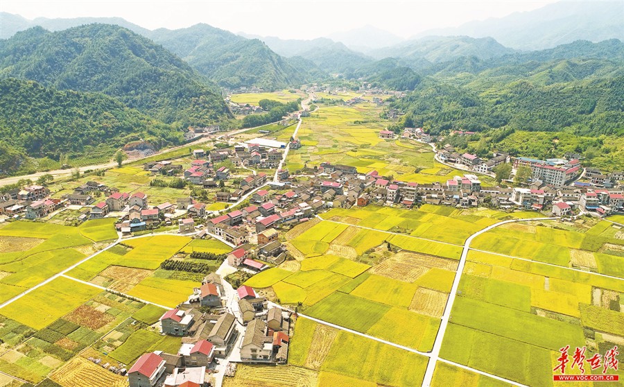 9月10日,安化县奎溪镇奎溪坪村,金黄色的稻谷与整洁的村道,错落有致