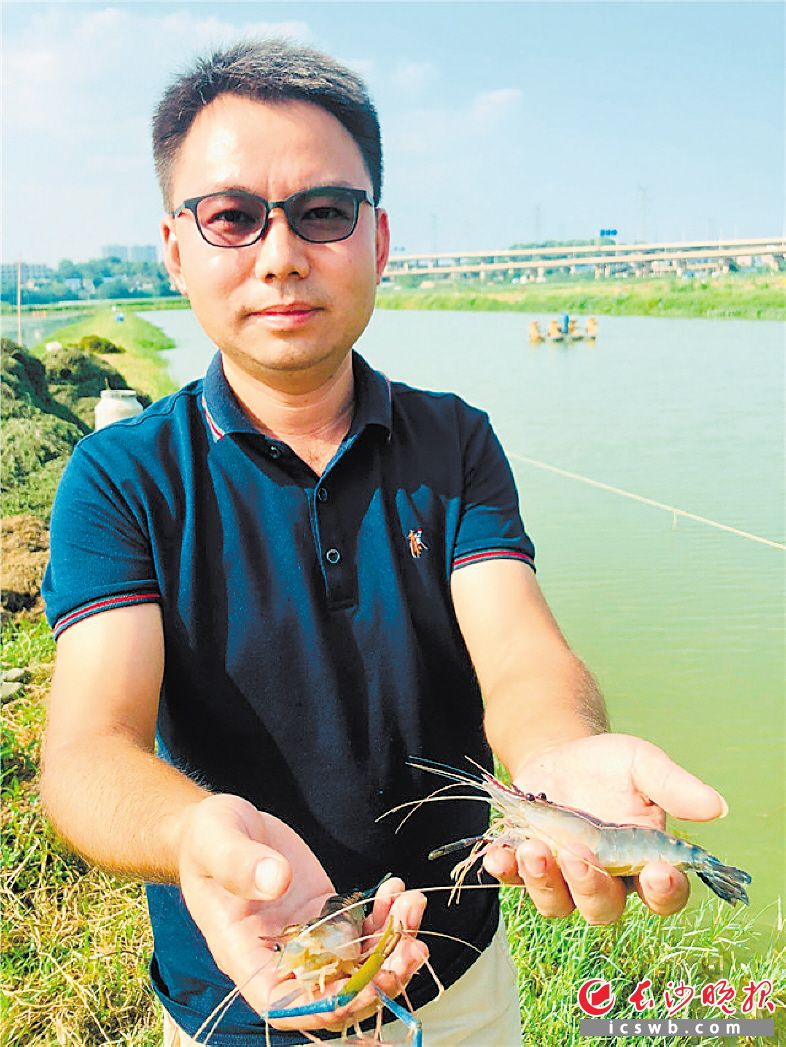 引入清澈的捞刀河水，无需净化，陈辉华养出肥美的罗氏虾。长沙晚报全媒体记者 李卓 摄